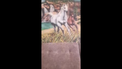 albina online show from February 16, 7:48 am