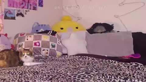 amia mia online show from January 14, 7:58 am