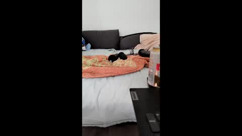 analtraining12 online show from March 26, 10:21 am