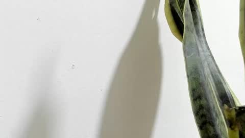 Snapshot of anapakerman chatting on February 16, 2:20 am Ana Pakerman online show from February 16, 2:20 am