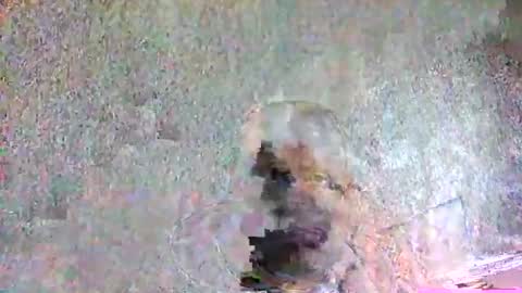 ansem1143 online show from April 5, 2:14 pm