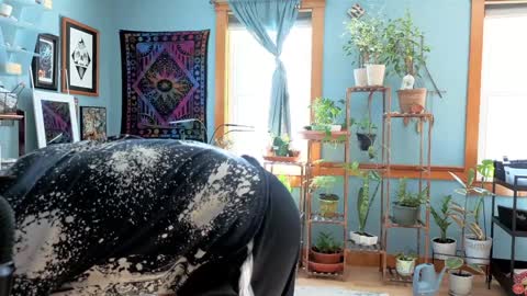 Artie Paints online show from December 22, 3:22 pm