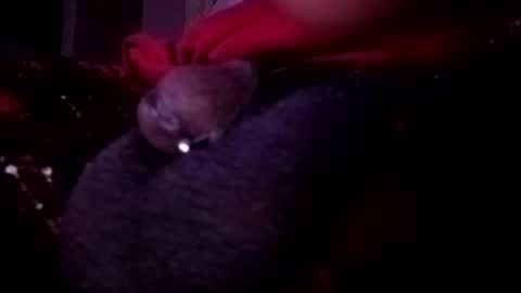 bcfalcon69 online show from May 14, 2:51 am