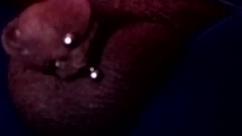 bcfalcon69 online show from May 17, 3:15 am