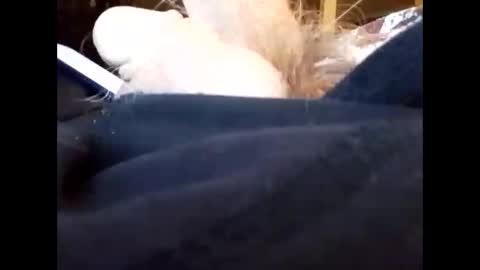 Snapshot of bjloversohard chatting on January 4, 4:33 am bjloversohard online show from January 4, 4:33 am