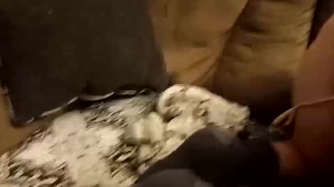 Assdrtyasuwant online show from September 28, 1:49 pm