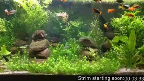 Booker Baxton online show from February 18, 4:08 am