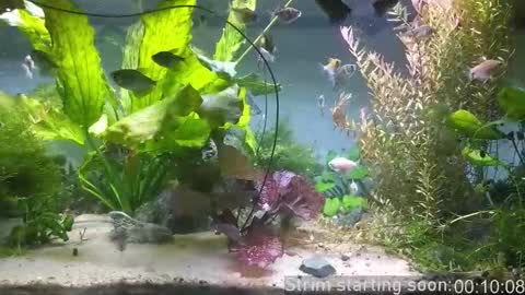 Booker Baxton online show from March 17, 3:00 am