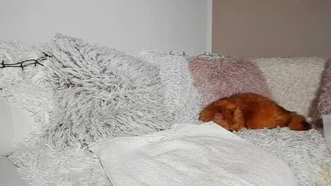 brianadiamondxxx online show from April 7, 7:14 pm