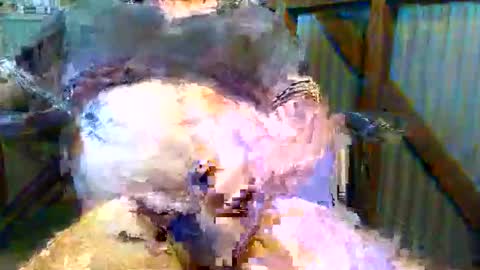 Snapshot of brissy8091 chatting on May 23, 11:31 pm brissy8091 online show from May 23, 11:31 pm