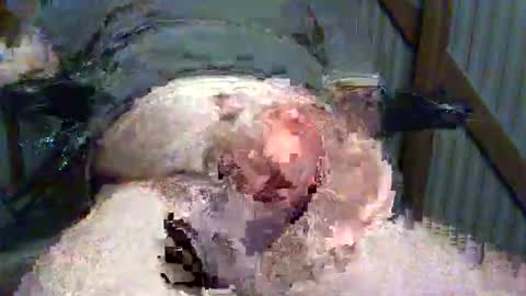 Snapshot of brissy8091 chatting on May 25, 7:58 am brissy8091 online show from May 25, 7:58 am