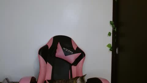 maru miaw   Please help me to reach 100 thumbs up online show from February 20, 4:20 am