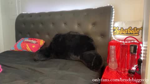 Brody Biggs online show from November 30, 8:02 pm