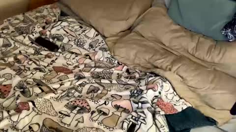 Snapshot of cadillacpmc chatting on December 31, 11:17 pm Cadillac P online show from December 31, 11:17 pm