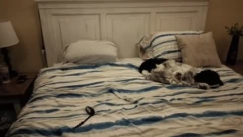 KingDing online show from October 10, 7:40 am