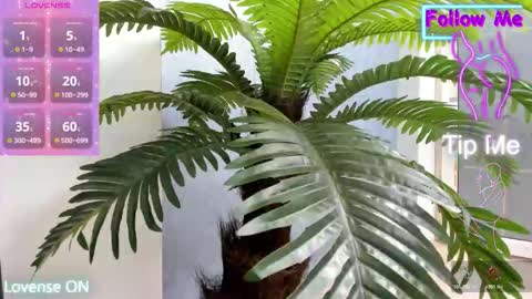 Snapshot of crazy_muscle chatting on November 10, 5:28 am tattoodoll online show from November 10, 5:28 am