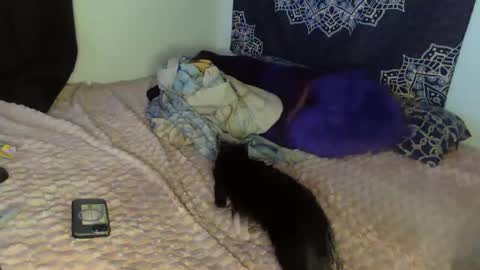 Cline  online show from February 8, 4:47 am