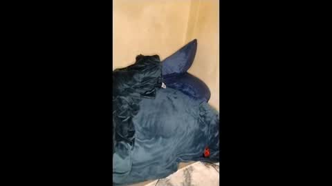 Lucifina ganja kittens online show from January 11, 5:12 am