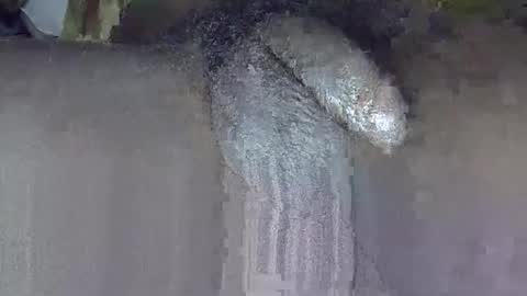 Snapshot of dadyschlong chatting on June 3, 3:17 pm GIANT Lamar 72 ft tall with a 10 inches BBC hard quick cumshot in private show lets go online show from June 3, 3:17 pm