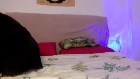 Snapshot of dafnesqueeze chatting on January 7, 6:14 pm dafnesqueeze online show from January 7, 6:14 pm