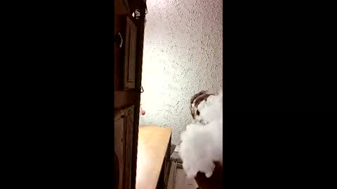 Snapshot of dalildick chatting on February 21, 11:11 am dalildick online show from February 21, 11:11 am