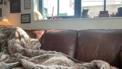 Daniel Bishop  Mason online show from March 1, 8:00 pm