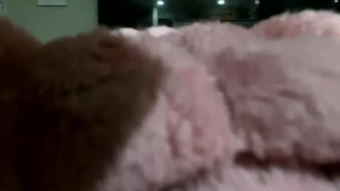 Snapshot of dannyboy621 chatting on November 10, 2:10 am dannyboy621 online show from November 10, 2:10 am