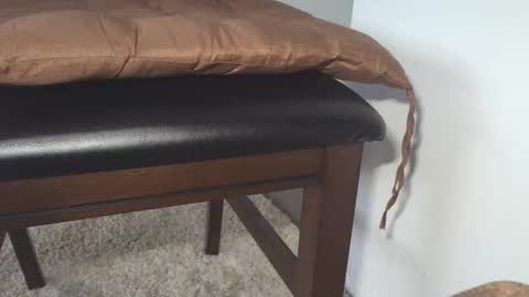 dapppper online show from May 19, 9:37 am