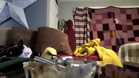 Snapshot of daryltasha8191 chatting on January 20, 6:10 am daryltasha8191 online show from January 20, 6:10 am