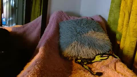 Snapshot of dember_osohot chatting on March 9, 12:31 am dember_osohot online show from March 9, 12:31 am