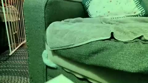 dickwack4u online show from August 6, 1:51 am