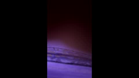 Snapshot of divorcedsissyhusband chatting on March 23, 7:23 am divorcedsissyhusband online show from March 23, 7:23 am