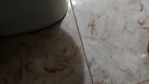 Snapshot of dthedog12 chatting on October 30, 9:48 pm dthedog12 online show from October 30, 9:48 pm