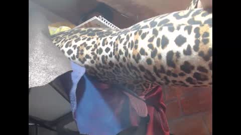 Eskela911 online show from March 23, 5:00 am