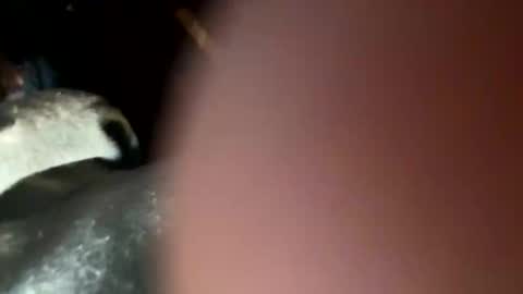 Snapshot of fieldmousebby chatting on November 12, 8:15 am fieldmousebby online show from November 12, 8:15 am