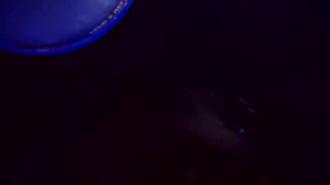 flashitorelindo online show from November 24, 2:22 am