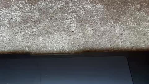 Snapshot of freaky__athena chatting on February 27, 9:15 pm athena online show from February 27, 9:15 pm