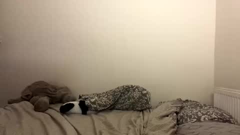 Snapshot of ghostpetal chatting on October 29, 7:26 pm ghostpetal online show from October 29, 7:26 pm