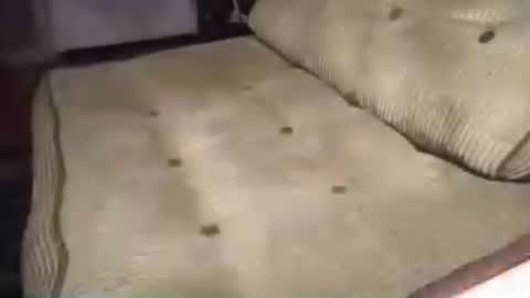 ginger_halo online show from June 30, 5:52 am