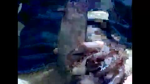 Snapshot of gmjavenger chatting on December 2, 8:30 am PencilDick online show from December 2, 8:30 am