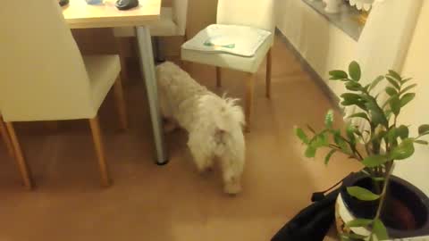 Snapshot of harald1234 chatting on December 1, 7:30 pm harald1234 online show from December 1, 7:30 pm