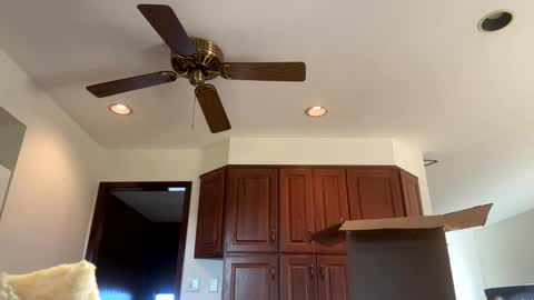 heatwavee online show from November 4, 12:59 pm