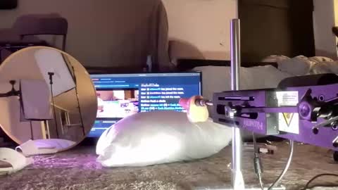 Snapshot of hectorramirezxxx chatting on December 15, 5:01 am LockedThug online show from December 15, 5:01 am