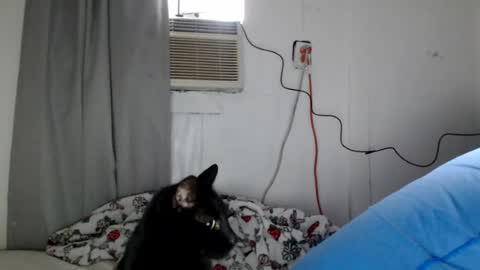 Snapshot of houseflipper chatting on August 1, 12:59 pm houseflipper online show from August 1, 12:59 pm