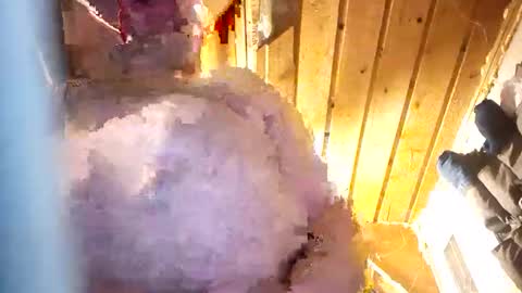 hung34u online show from January 8, 6:16 am