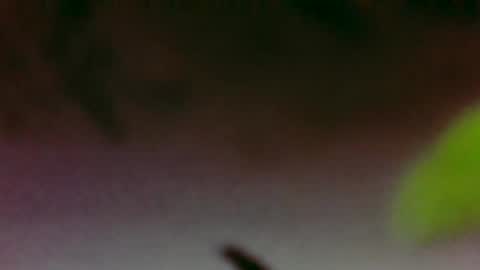 Boi online show from November 26, 3:40 am