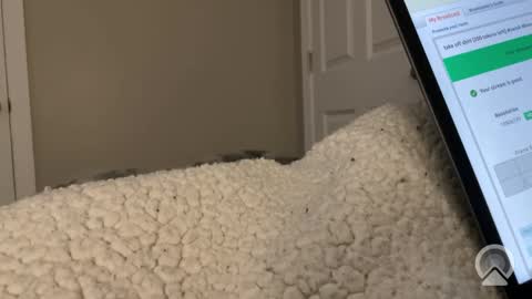 hungtwinkcock1 online show from March 17, 12:41 pm