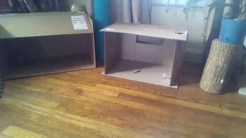 indigo_scorpio online show from February 7, 5:51 pm