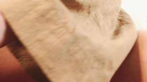 Snapshot of ingret_sunshine chatting on December 13, 2:49 pm Ingret online show from December 13, 2:49 pm