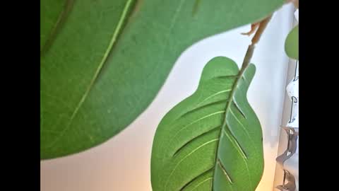 Isabella online show from October 23, 11:14 pm